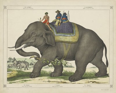 De olivant / gebruikd voor de olivantejagd - firma Joseph Scholz