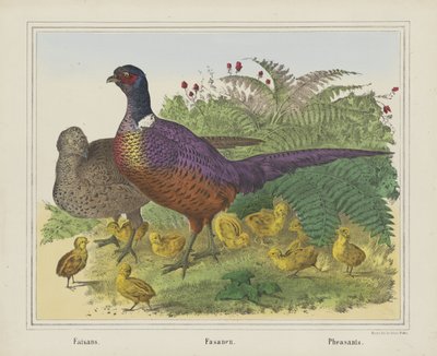 Faisans - firma Joseph Scholz