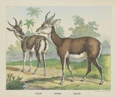 Gazelle - firma Joseph Scholz