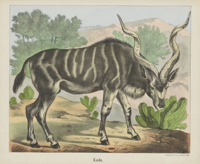Kudu - firma Joseph Scholz