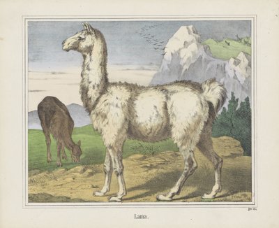 Lama - firma Joseph Scholz
