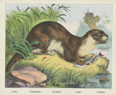 Loutre. / Loutre commune. / Loutre de rivière. / Lontra. / Loutre de mer (titre sur l