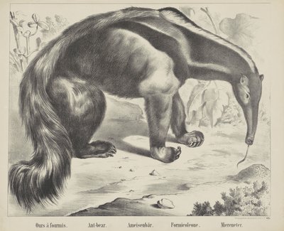 Ours à fourmis - firma Joseph Scholz