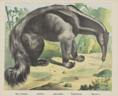 Ours à fourmis, Ant-bear, Ameisenbär, Formicoleone, Miereneter - firma Joseph Scholz