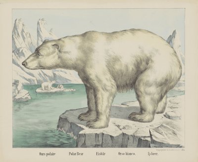 Ours polaire - firma Joseph Scholz