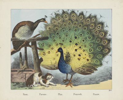 Paon - firma Joseph Scholz