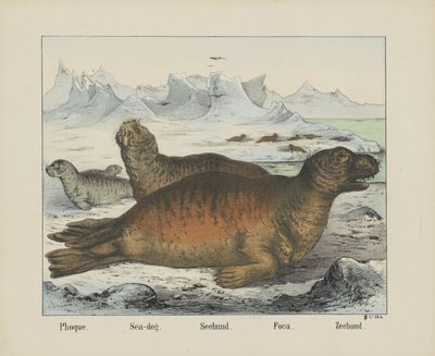 Phoque - firma Joseph Scholz
