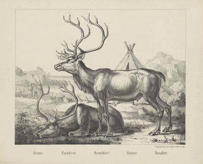 Renne - firma Joseph Scholz