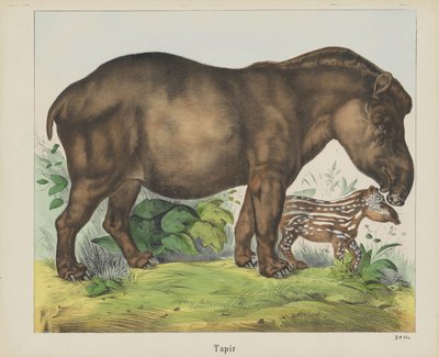 Tapir - firma Joseph Scholz
