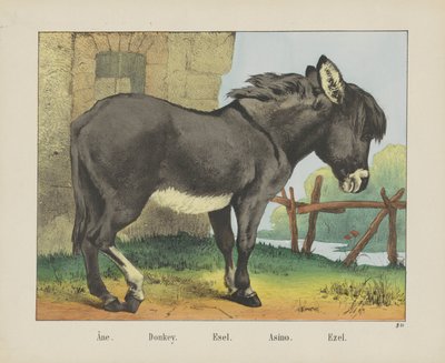 Âne - firma Joseph Scholz