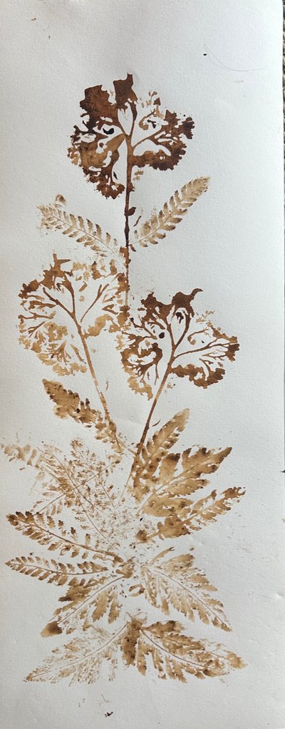 Achillée, 2025 (encre de noix sur papier) - jocasta shakespeare