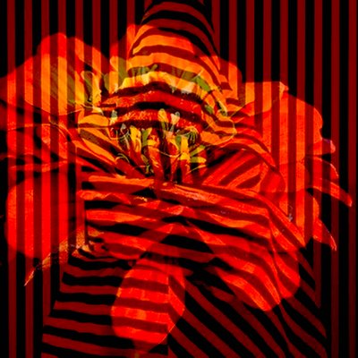 Collage de fleurs, 2017 (photographie) - linda arthurs
