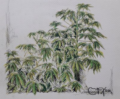Plante de manioc - miguelmendez_art.ve