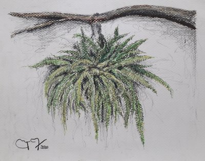 Plante ornementale - Fougère - miguelmendez_art.ve