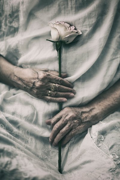 Des mains délicates tiennent une rose - nima.zadshir