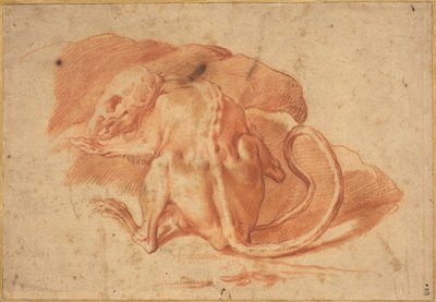 Un rat partiellement écorché - possibly Florentine or Roman Italian 16th