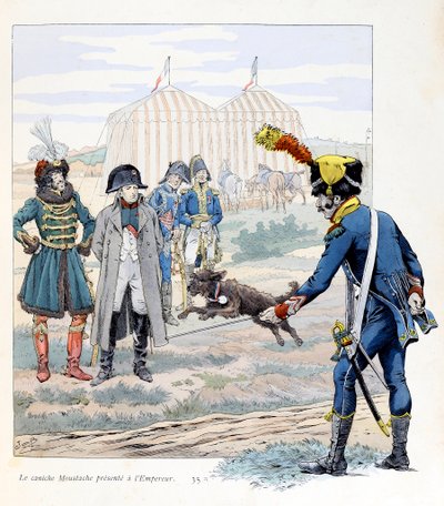 Illustration du livre "À la gloire des bêtes" texte de A. Fabre, dessins de JOB : Le caniche Moustache présenté à l