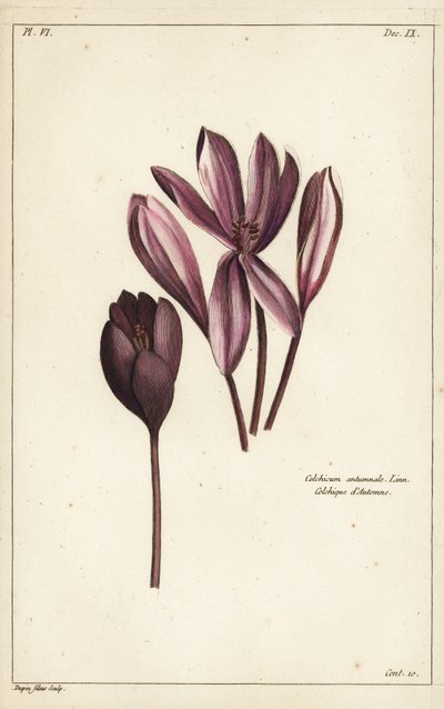 Colchique d