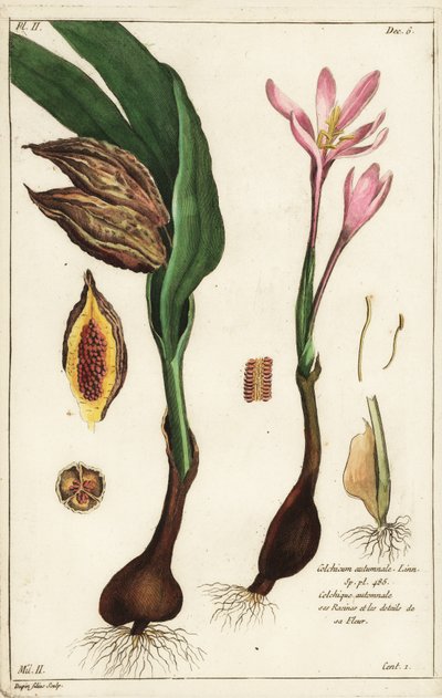 Colchique d
