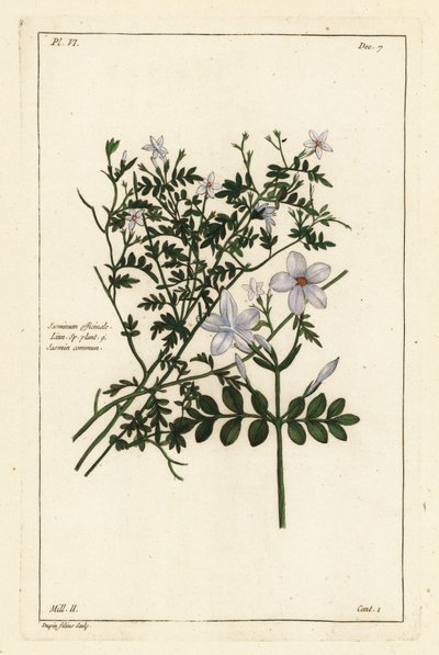 Jasmin commun, Jasminum officinale, Linn - the Younger Dupin