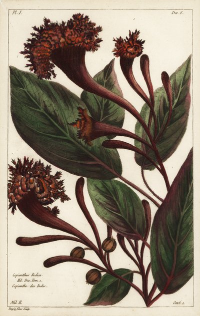 Arbuste cornucopien, Copianthus indica, Hil - the Younger Dupin