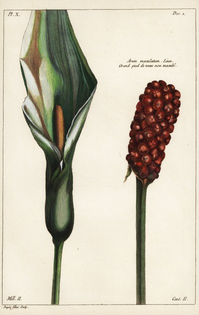 Arum tacheté ou gouet, fleur et fruit, Arum maculatum, Linn - the Younger Dupin