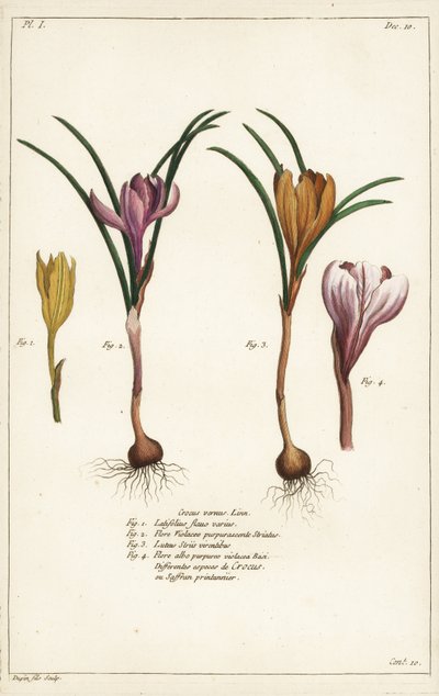Différentes espèces de crocus de printemps, Crocus vernus, Linn - the Younger Dupin
