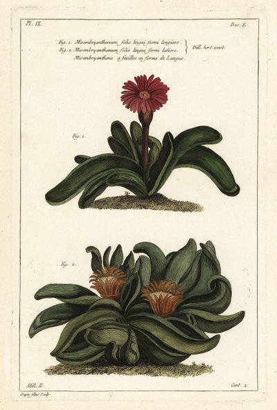 Plante corne d