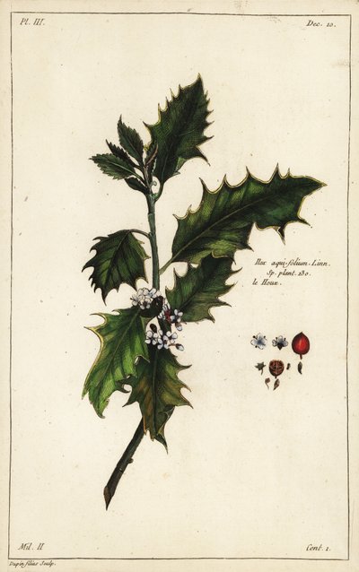 Houx européen, Ilex aquifolium, Linn - the Younger Dupin