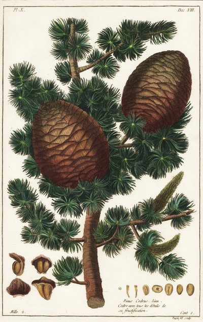 Cèdre du Liban, Cedrus libani, Pinus cedrus Linn - the Younger Dupin