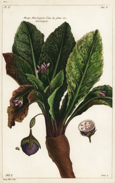 Mandragore, Mandragora officinarum - the Younger Dupin