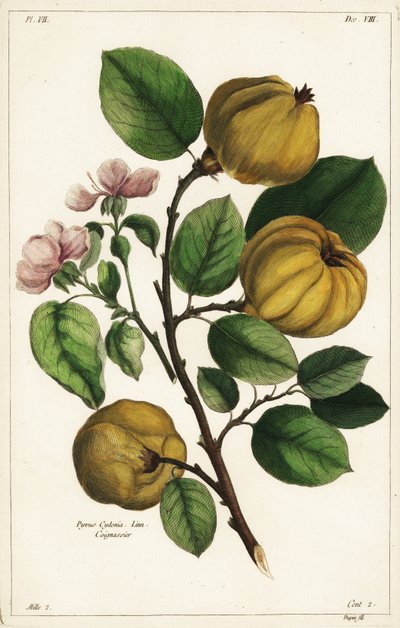 Cognassier et fruit, Cydonia oblonga Pyrus cydonia, Linn - the Younger Dupin