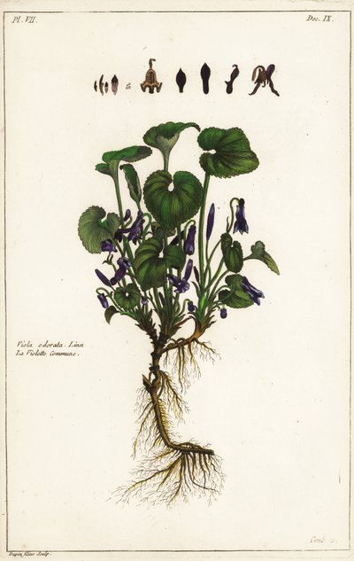 Violette odorante, Viola odorata, Linn - the Younger Dupin