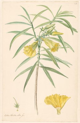 Branche d une fleur jaune sorte de lys avec d tails du pistil et
