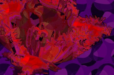 Tulipe rouge (numérique) - Scott J. Davis