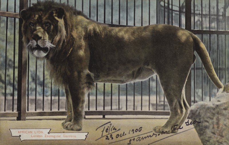 Lion africain, jardins zoologiques de Londres - (after) English photographer