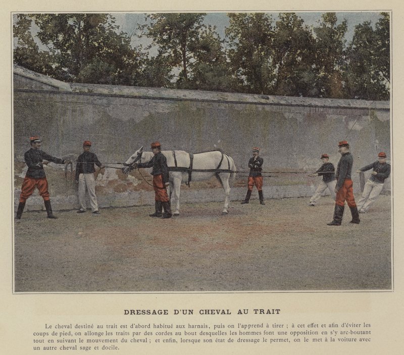 Dressage d