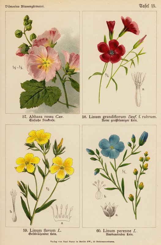 Althaea Rosea, Linum Grandiflorum, Linum Flavum, Linum Perenne - (after) German School