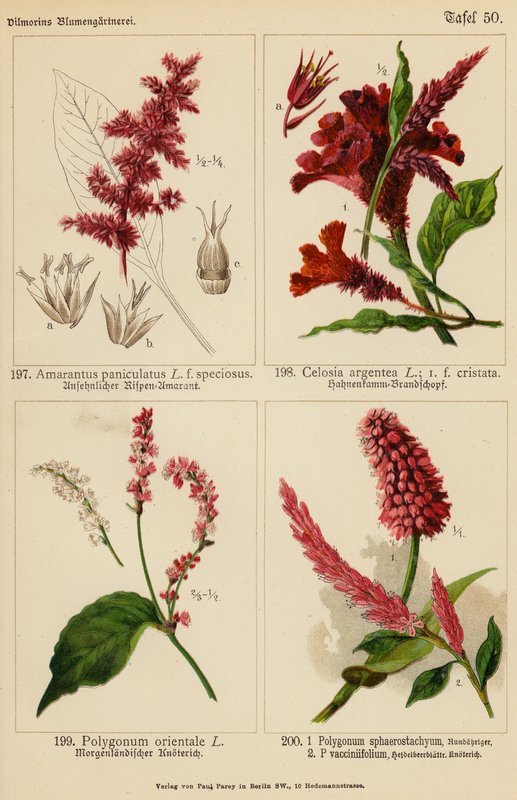 Amarantus Paniculatus, Celosia Argentea, Polygonum Orientale, Polygonum Sphaerostachyum, Polygonum Vacciniifolium - (after) German School