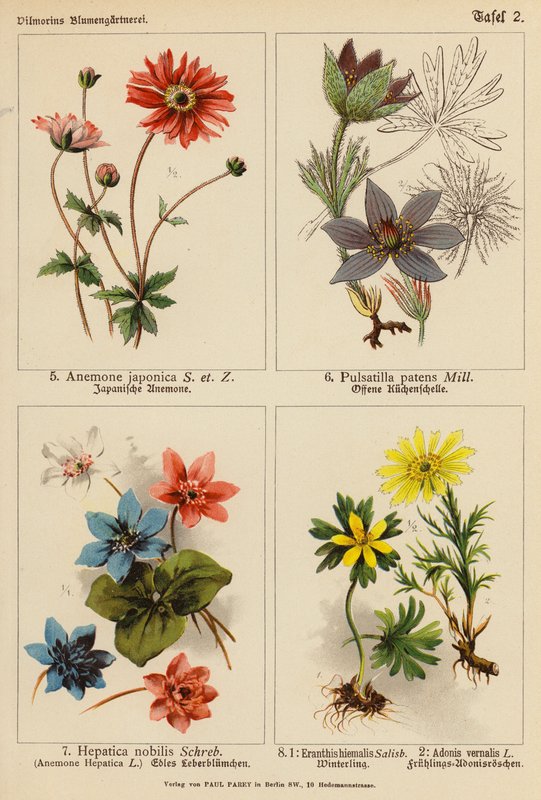 Anémone du Japon, Pulsatille des prés, Hépatique noble, Eranthe d