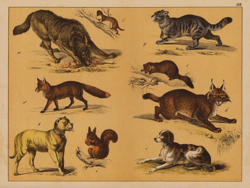 Animaux - (after) German School