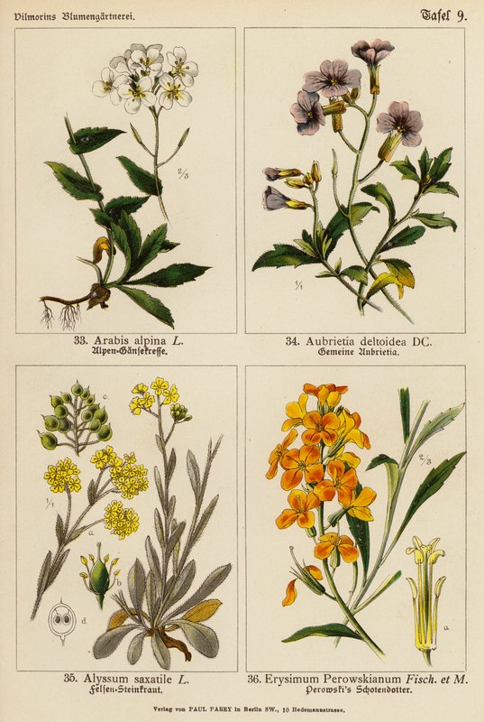 Arabis Alpina, Aubrietia Deltoidea, Alyssum Saxatile, Erysimum Perowskianum - (after) German School