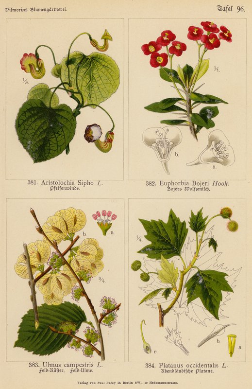 Aristolochia Sipho, Euphorbia Bojeri, Ulmus Campestris, Platanus Occidentalis - (after) German School