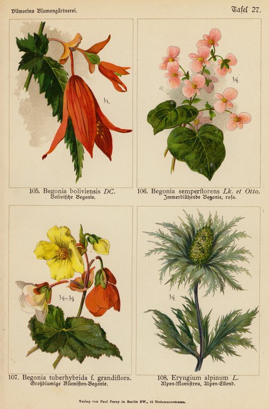 Begonia Boliviensis, Begonia Semperflorens, Begonia Tuberhybrida, Eryngium Alpinum - (after) German School