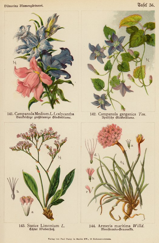 Campanula Medium, Campanula Garganica, Statice Limonium, Armeria Maritima - (after) German School