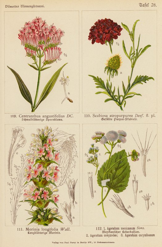 Centranthus Angustifolius, Scabiosa Atropurpurea, Morinia Longifolia, Ageratum Mexicanum, Ageratum Conyzodes, Ageratum Corymbosum - (after) German School