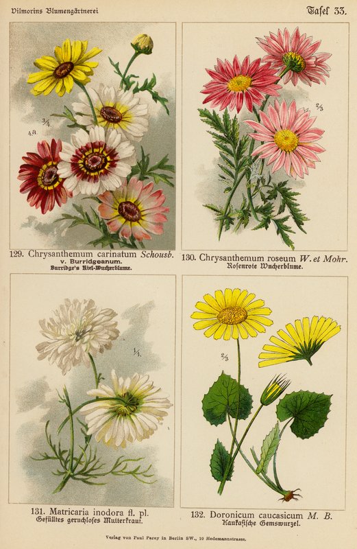 Chrysanthemum Carinatum, Chrysanthemum Roseum, Matricaria Inodora, Doronicum Caucasicum (lithographie en couleur) - (after) German School