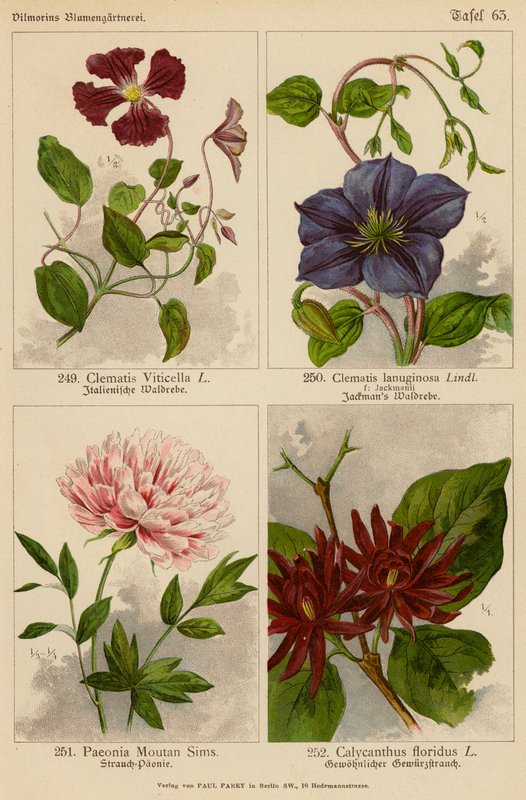 Clematis Viticella, Clematis Lanuginosa, Paeonia Moutan Sims, Calycanthus Floridus - (after) German School
