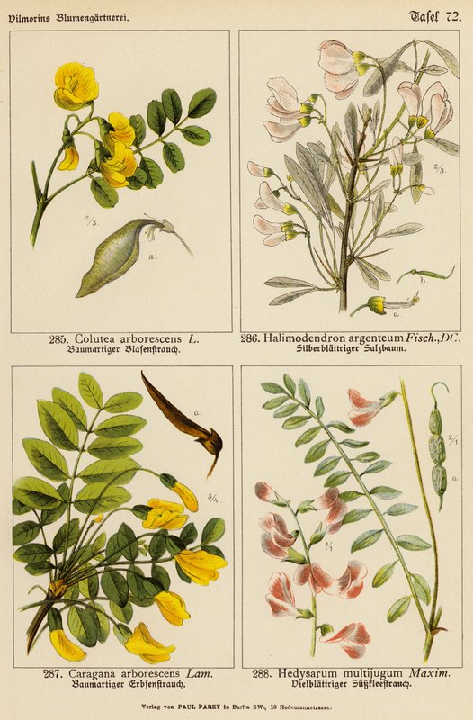 Colutea Arborescens, Halimodendron Argenteum, Caragana Arborescens, Hedysarum Multijugum - (after) German School