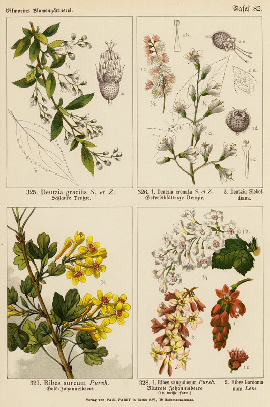 Deutzia Gracilis, Deutzia Crenata, Deutzia Sieboldiana, Ribes Aureum, Ribes Sanguineum, Ribes Gordonianum - (after) German School